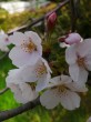 IMG_20250412_102212